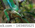 Colorful Chameleon on Branch in Natural Habitat for Wildlife Enthusiasts 143405025