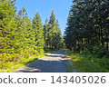 Tranquil Forest Pathway on a Sunny Day for Nature Lovers and Outdoor Enthusiasts 143405026