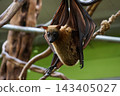 Fruit Bat Perched on Tree Branch in Zoo Exhibit 143405027