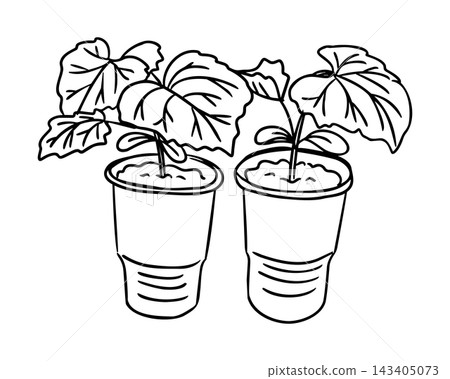 Two cucumber sprouts with broad leaves growing in small pots, black line botanical drawing with clear white background, cucumber sprout doodle illustration Two cucumber sprouts with broad leaves growing in small pots, black line botanical drawing with clear white background, cucumber sprout doodle illustration 143405073