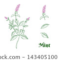 Graphic Mint set. Whole Plant with Inflorescence, Leaves and Bud, Botanical colored Line Art Isolated on White 143405100