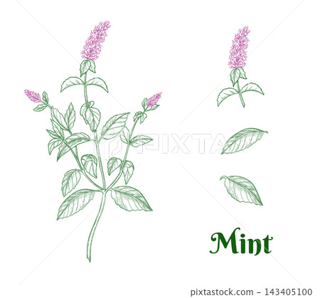 Graphic Mint set. Whole Plant with Inflorescence, Leaves and Bud, Botanical colored Line Art Isolated on White Graphic Mint set. Whole Plant with Inflorescence, Leaves and Bud, Botanical colored Line Art Isolated on White 143405100