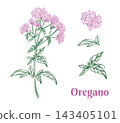 Oregano colored graphic set. Whole plant, leaves and flowers line drawing. Blooming Marjoram. Hand drawn ink sketch of aromatic culinary and medicinal herb. For product packaging, kitchen designs 143405101
