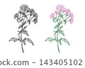 Oregano colored and black line art set. Whole blooming plant with leaves and flowers. Hand drawn Marjoram graphic illustration. Hand drawn ink sketch of aromatic culinary and medicinal herb. For 143405102