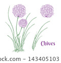 Chives, Garlic colored plant set. Whole plant with leaves and flowers. Vector illustration of Allium Tuberosum leaves, flowers inflorescences isolated on a background. Hand drawn botanical line art 143405103