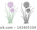 Chives, Garlic plant with leaves and flowers. Black and colored Vector illustration of Allium Tuberosum isolated on white background. Hand drawn botanical line art. For product packaging designs 143405104