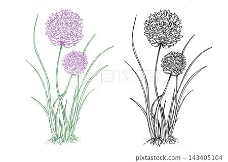 Chives, Garlic plant with leaves and flowers. Black and colored Vector illustration of Allium Tuberosum isolated on white background. Hand drawn botanical line art. For product packaging designs 143405104
