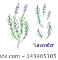 Graphic Lavender Set. Whole plant, branches with leaves and flowers. Hand drawn vector illustration. Colored drawing for cards, logos and food, cosmetic design. 143405105