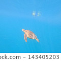 A sea turtle with snorkeler in the distance, Borneo, Malaysia. 143405203