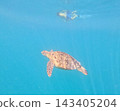 A sea turtle with snorkeler in the distance, Borneo, Malaysia. 143405204