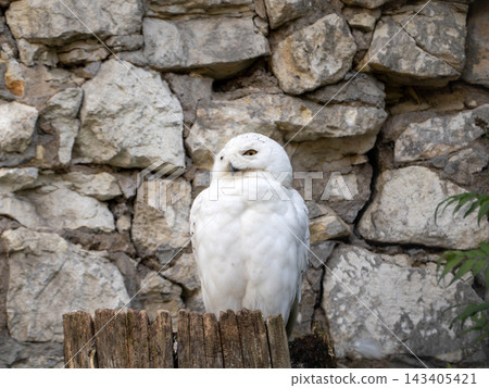 White owl sitting on a tree stump in front of a textured stone wall White owl sitting on a tree stump in front of a textured stone wall 143405421