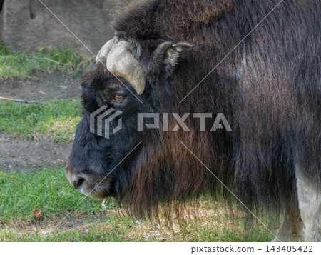 Large wild bovine with horns shown in a close up portrait against a natural background Large wild bovine with horns shown in a close up portrait against a natural background 143405422