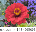 Bright red zinnia with yellow-orange stamens 143406984