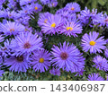 Close-up of blooming purple asters 143406987