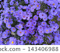 Close-up of bush asters in full bloom 143406988