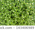 Dense green foliage with small buds 143406989