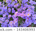 Lush purple asters with yellow centers in the garden 143406993