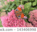 Vibrant peacock butterfly among the flowers 143406998