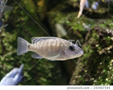 Mildcolored cichlid swimming peacefully. Serene fish with detailed eyes moves over mossy rocky surface Mildcolored cichlid swimming peacefully. Serene fish with detailed eyes moves over mossy rocky surface 143407345