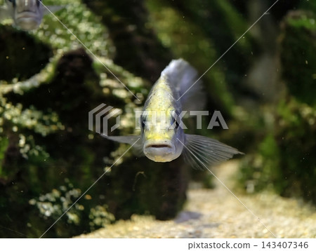 Fierce fish gaze with flared fins. Brightly lit aquarium captures vivid territorial display of fish Fierce fish gaze with flared fins. Brightly lit aquarium captures vivid territorial display of fish 143407346
