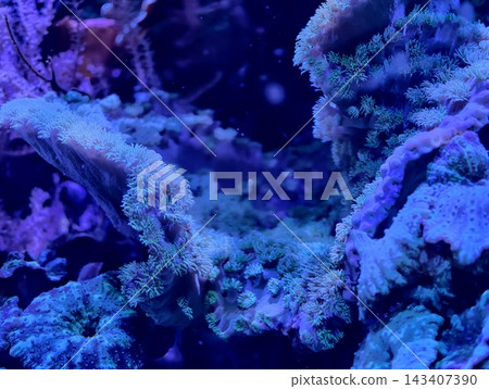 Complex reef tunnel. Elaborate reef archway displaying textured surfaces and colorful marine life Complex reef tunnel. Elaborate reef archway displaying textured surfaces and colorful marine life 143407390