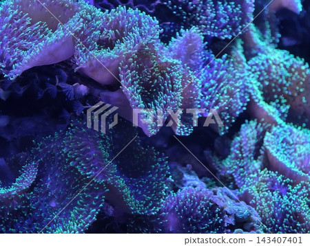 Closeup of vibrant anemone. Detailed study of neon anemone with dense polyps and luminous tips Closeup of vibrant anemone. Detailed study of neon anemone with dense polyps and luminous tips 143407401