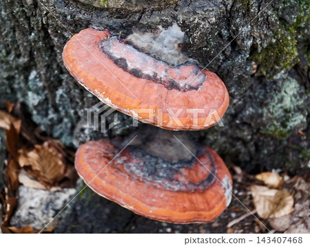 Fungi on bark. Bright orange fungi displaying layered growth and concentric rings in forest environment Fungi on bark. Bright orange fungi displaying layered growth and concentric rings in forest environment 143407468