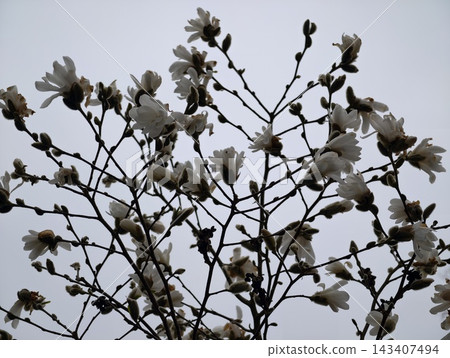 Early spring welcomes delicate blooms. Muted light highlights delicate magnolia buds and blossoms Early spring welcomes delicate blooms. Muted light highlights delicate magnolia buds and blossoms 143407494