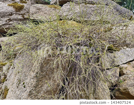 Ecologist examines plant survival strategies. Dense shrub intertwined with rocky terrain features Ecologist examines plant survival strategies. Dense shrub intertwined with rocky terrain features 143407524