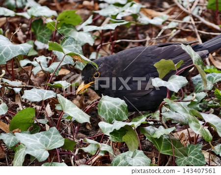 Bird searches through green leaves. Lone songbird forages among dense green foliage beneath open sky Bird searches through green leaves. Lone songbird forages among dense green foliage beneath open sky 143407561