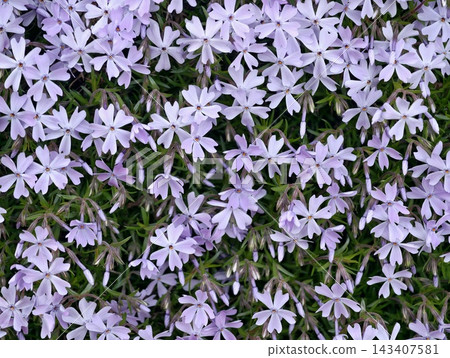 Lavender phlox blanket. Natural lavender phlox filling garden with gentle pastel hues and habitat Lavender phlox blanket. Natural lavender phlox filling garden with gentle pastel hues and habitat 143407581