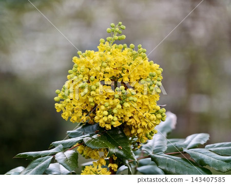 Lush golden mahonia blossoms showcased against blurred garden background for marketing and seasonal displays Lush golden mahonia blossoms showcased against blurred garden background for marketing and seasonal displays 143407585