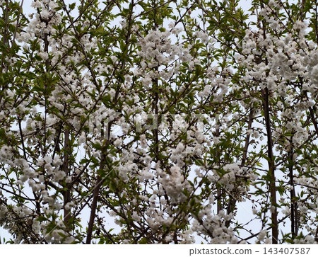 Vivid spring scenery. Rich orchard scene showing blooming flowers and lively spring atmosphere Vivid spring scenery. Rich orchard scene showing blooming flowers and lively spring atmosphere 143407587