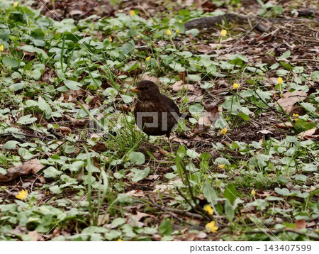 Bird searches among greenery. Brown bird foraging in garden. Small bird hunts insects on leafy ground Bird searches among greenery. Brown bird foraging in garden. Small bird hunts insects on leafy ground 143407599