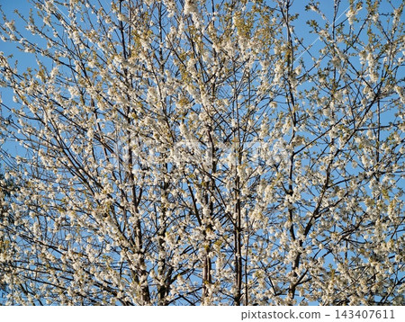 Barren tree adorned with budding tips. Bare tree featuring numerous small buds beneath clear blue horizon Barren tree adorned with budding tips. Bare tree featuring numerous small buds beneath clear blue horizon 143407611