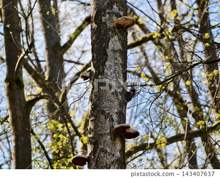 Autumn mushrooms on tree bark. Brown shelf fungi sprout from textured bark amidst moss and lichen Autumn mushrooms on tree bark. Brown shelf fungi sprout from textured bark amidst moss and lichen 143407637