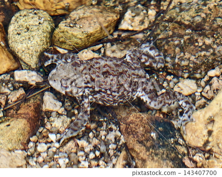 Painted amphibian comfortably rests on gravelly riverbank amidst natural habitat and protection considerations Painted amphibian comfortably rests on gravelly riverbank amidst natural habitat and protection considerations 143407700