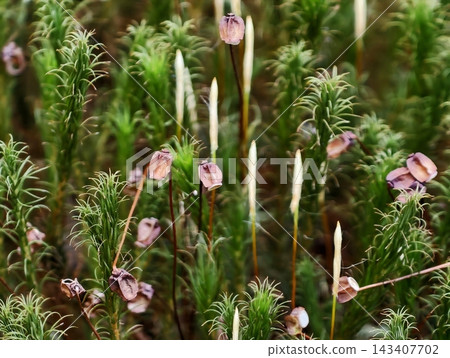 Calm natural setting showcasing delicate blossoms among moss and dewcoated evergreen needles Calm natural setting showcasing delicate blossoms among moss and dewcoated evergreen needles 143407702