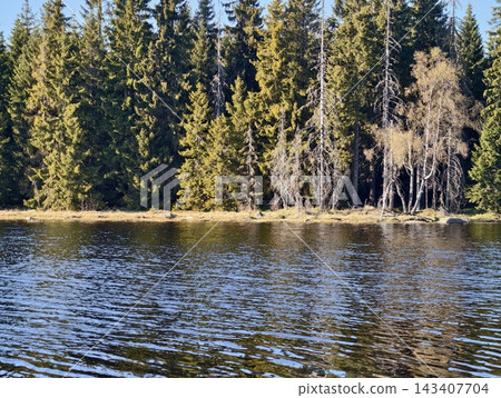 Serene forest waters. Calm lakeside view showcasing sunlit reflections among dense pine and birch trees Serene forest waters. Calm lakeside view showcasing sunlit reflections among dense pine and birch trees 143407704