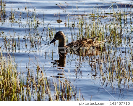 Serene female duck in marsh environment. Solitary female mallard wading through tranquil marsh grasses Serene female duck in marsh environment. Solitary female mallard wading through tranquil marsh grasses 143407710