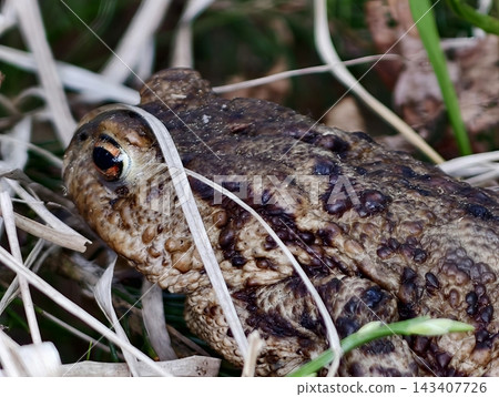 Amphibian in nature. Macro photograph showcasing toad nestled among dry grass and textured vegetation Amphibian in nature. Macro photograph showcasing toad nestled among dry grass and textured vegetation 143407726