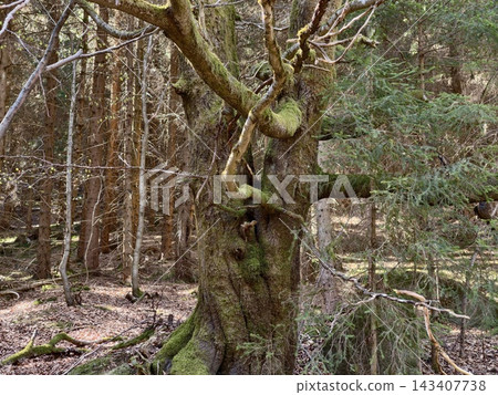 An ancient twisted tree creates magical canopy. Mosscovered twisted tree forms mysterious arch in nature An ancient twisted tree creates magical canopy. Mosscovered twisted tree forms mysterious arch in nature 143407738