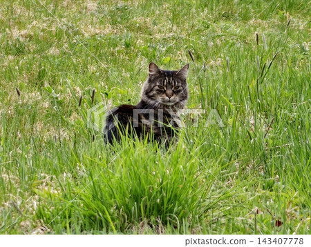 Feline resting in vibrant meadow. Tabby feline displayed amidst verdant grass with watchful eyes Feline resting in vibrant meadow. Tabby feline displayed amidst verdant grass with watchful eyes 143407778