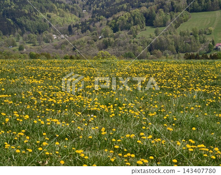 Dandelionfilled countryside. Tranquil pastoral view featuring rolling hills and bright dandelions 143407780
