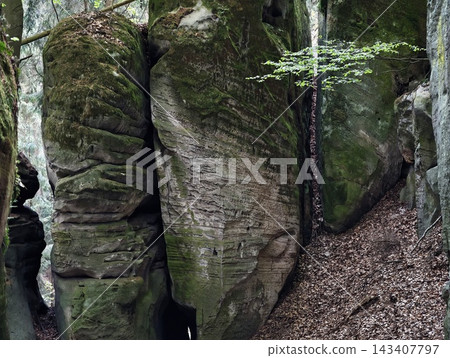 Deeply textured sandstone structures house botanist studying moss and lichen with calmness and focus Deeply textured sandstone structures house botanist studying moss and lichen with calmness and focus 143407797