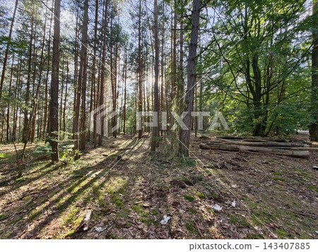 Forest scene with tall pines and sunlit canopy creating dappled light on forest floor, logs stacked to right, tranquil woodland landscape during golden hour, with forest, tree, pine, conifer detail Forest scene with tall pines and sunlit canopy creating dappled light on forest floor, logs stacked to right, tranquil woodland landscape during golden hour, with forest, tree, pine, conifer detail 143407885