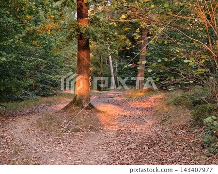 Forest dirt path winding through lush trees during golden hour sunlight with fallen leaves on dusty trail, dense understory, and warm glow filtering through branch canopy Forest dirt path winding through lush trees during golden hour sunlight with fallen leaves on dusty trail, dense understory, and warm glow filtering through branch canopy 143407977