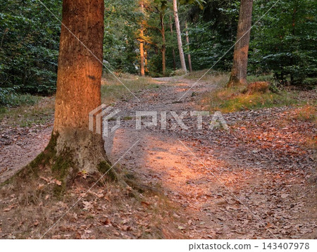 Sunlit forest path winding through tall trees with warm orange light on leaf litter and mossy roots, tranquil woodland trail inviting quiet reflection and nature immersion Sunlit forest path winding through tall trees with warm orange light on leaf litter and mossy roots, tranquil woodland trail inviting quiet reflection and nature immersion 143407978