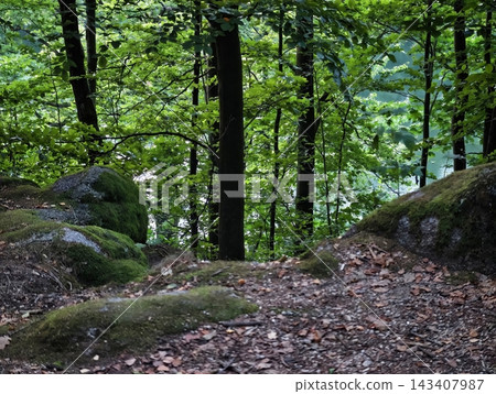 Shaded woodland path by rocky riverbank with dense mossy rocks, lush green leaves, and dark tree trunks under leafy canopy in tranquil sunlight with dappled light and quiet atmosphere Shaded woodland path by rocky riverbank with dense mossy rocks, lush green leaves, and dark tree trunks under leafy canopy in tranquil sunlight with dappled light and quiet atmosphere 143407987