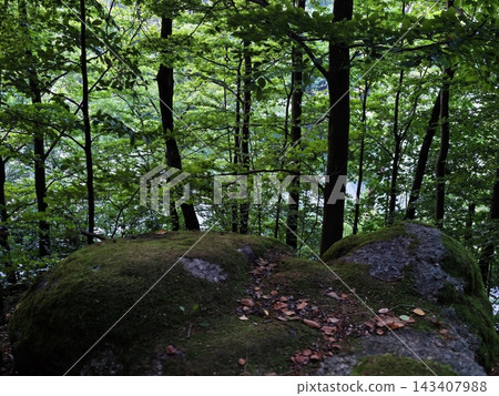 Dense green forest interior with mossy rocks, slender tree trunks, and shaded woodland canopy over mossy ground, with calm water glinting through leaves Dense green forest interior with mossy rocks, slender tree trunks, and shaded woodland canopy over mossy ground, with calm water glinting through leaves 143407988